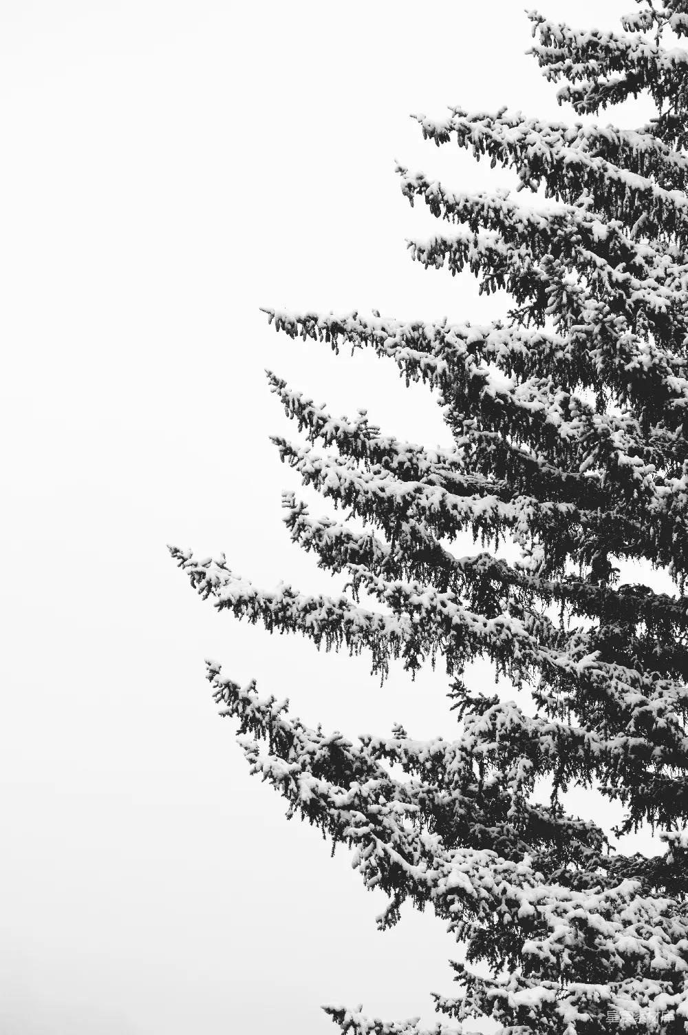 高清摄影 树上覆着白雪