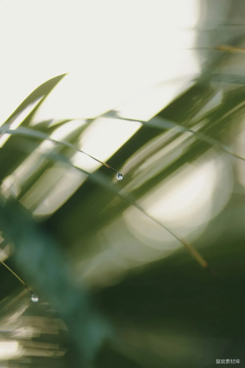 高清摄影 植物的特写镜头