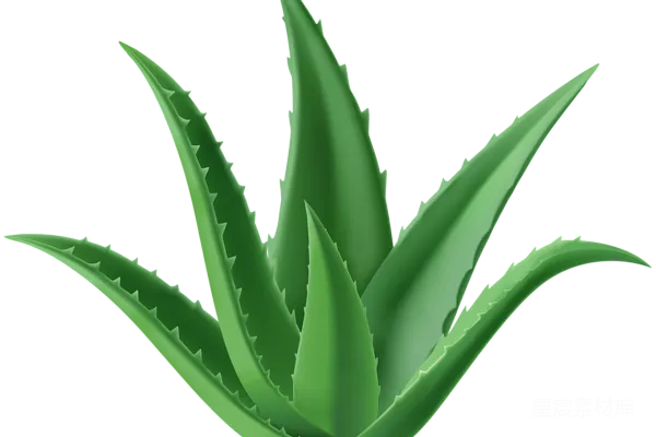 元素素材 芦荟
