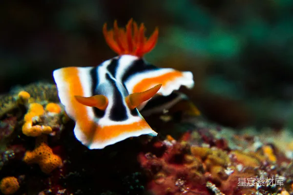 高清摄影 白、黑、橙海生生物照片