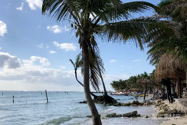 高清摄影 海边棕榈树在白天的沙滩上