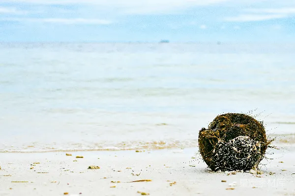 高清摄影 海滩上的松果