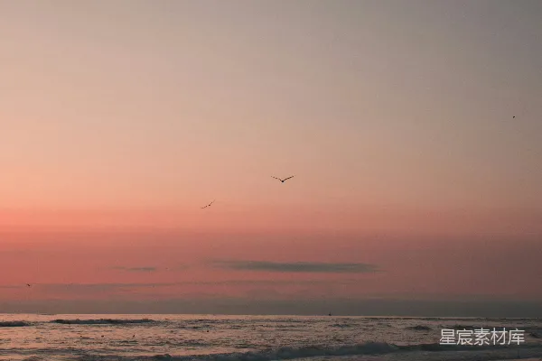 高清摄影 夕阳下海面上飞翔的鸟儿