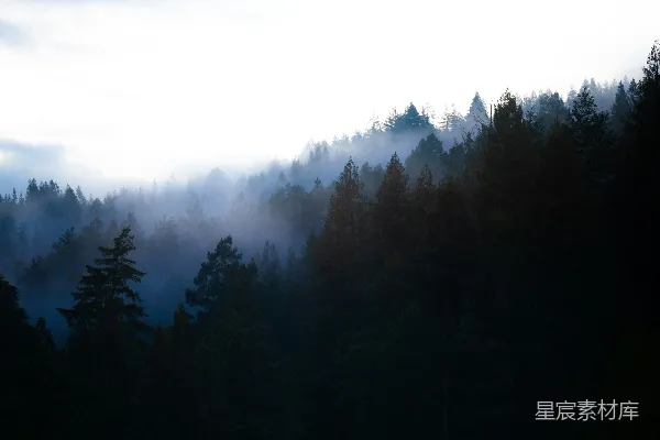 高清摄影 一片被许多树木覆盖的浓雾中生长的森林