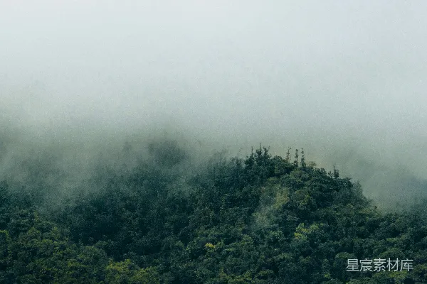 高清摄影 一棵树的森林