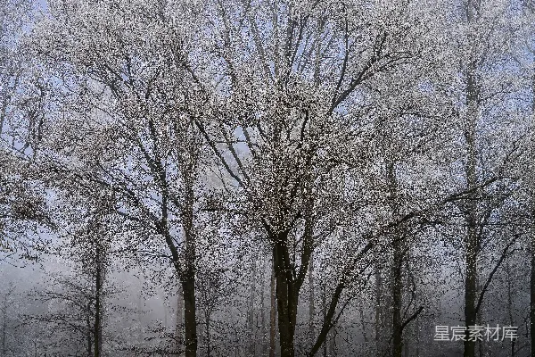 高清摄影 白天地面上覆盖着白雪的裸树