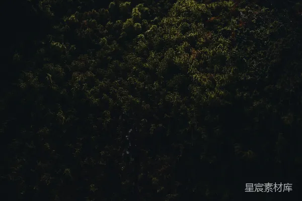 高清摄影 一张黑白的森林照片