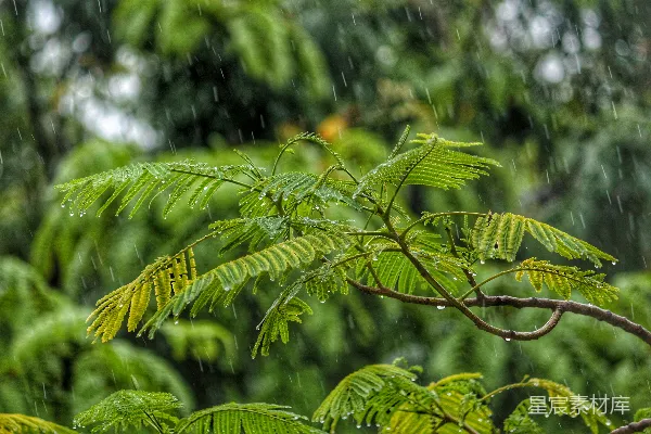 高清摄影 白天下雨时的树木特写摄影
