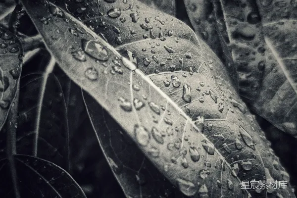 高清摄影 黑白照片中的雨滴落在叶子上