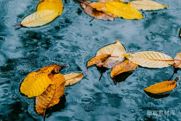 高清摄影 水面漂浮的一群叶子