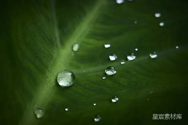 高清摄影 绿叶上闪烁着晶莹的水珠。