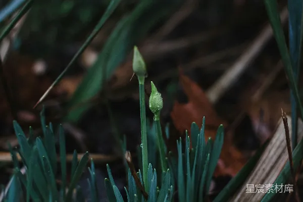 高清摄影 带水珠的绿色植物