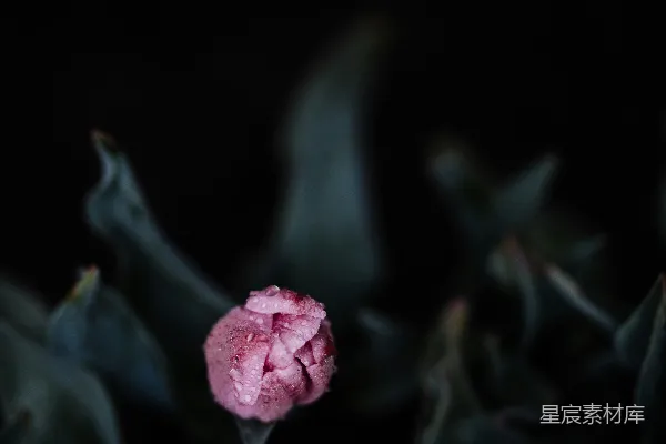 高清摄影 白紫双色花瓣的花