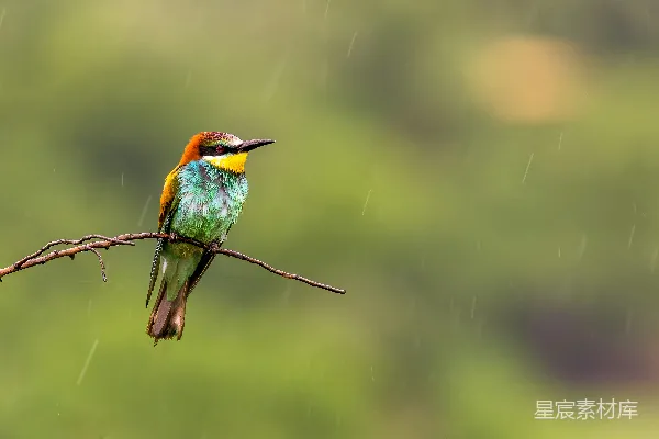 高清摄影 一只色彩斑斓的鸟站在雨中的树枝上