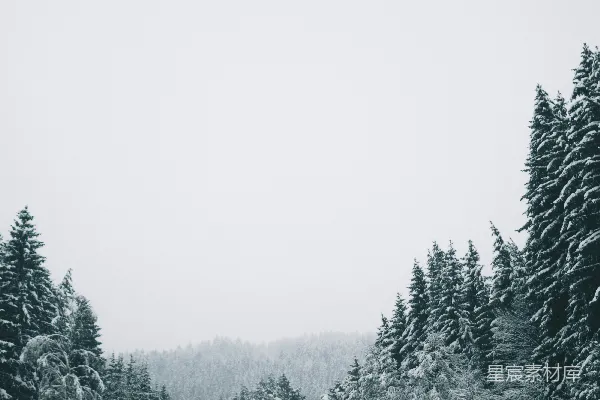 高清摄影 覆盖着白雪的山坡上排列着松树