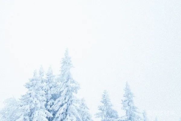 高清摄影 覆盖着白雪的森林里布满了树木