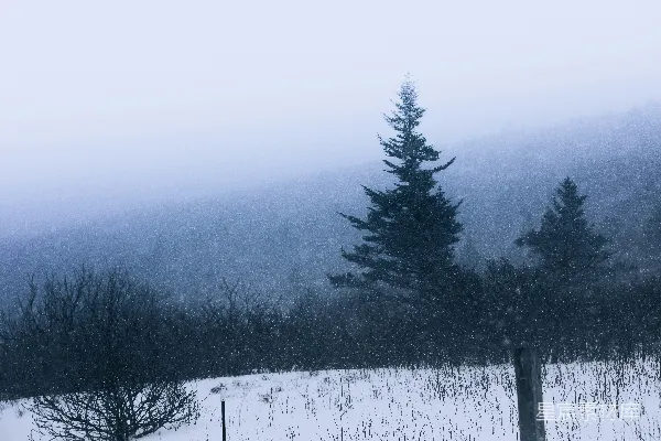高清摄影 背景中有树的雪覆盖田野