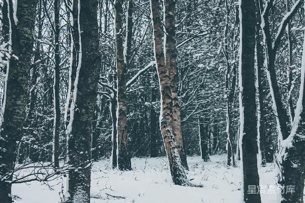 高清摄影 白天覆盖着雪的树木