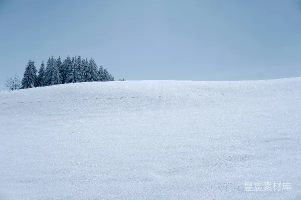 高清摄影 白天绿树覆盖在雪地上的景象，背景是蔚蓝的天空。