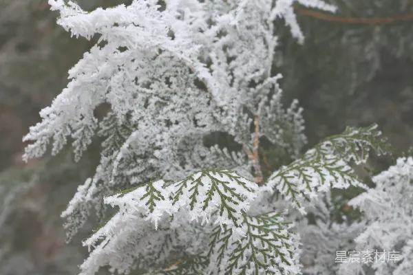 高清摄影 覆盖着白雪的松树