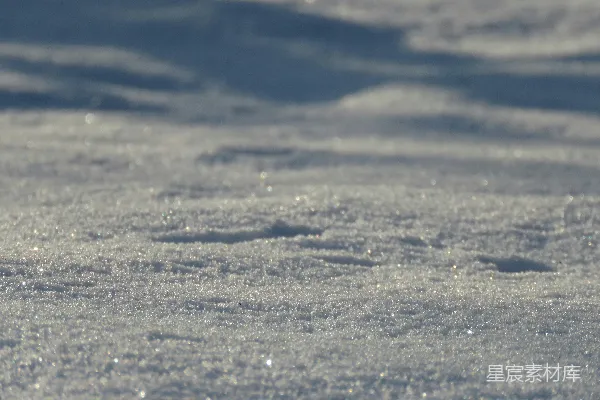 高清摄影 站在覆有白雪的地上的鸟儿