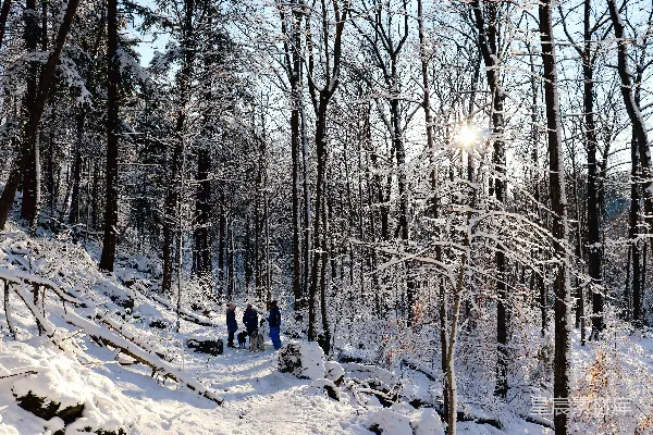 高清摄影 一群人在覆雪的森林中行走