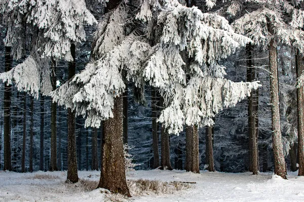 高清摄影 白树在覆有白雪的地面上白天的景象