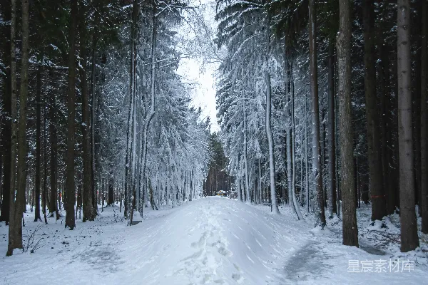 高清摄影 一条两旁长满树木的雪路
