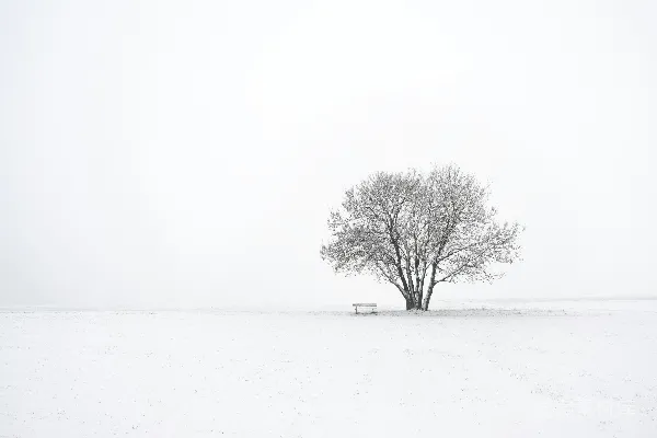 高清摄影 孤独的一棵树覆盖着白雪