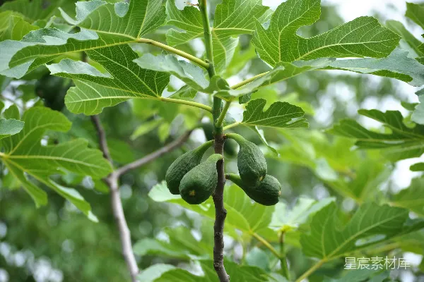 高清摄影 树干上的绿色水果