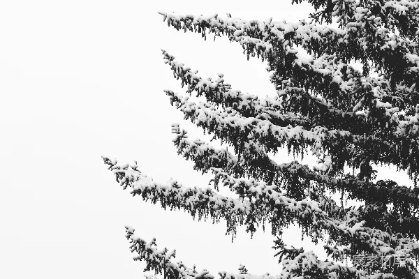 高清摄影 树上覆着白雪