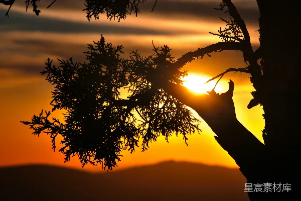 高清摄影 夕阳下的树影轮廓