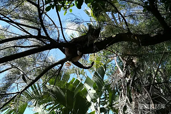 高清摄影 树上坐着的一只猫仰头望着天空