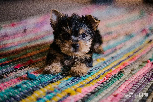 高清摄影 短毛棕黑幼犬近距离摄影