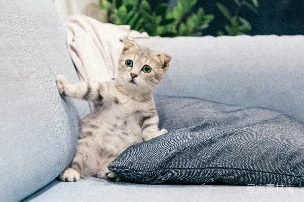 高清摄影 棕虎斑小猫