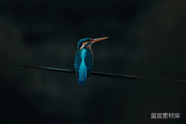 高清摄影 蓝鸟和棕色的鸟站在黑色的线上。