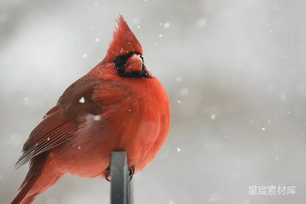 高清摄影 红 Cardinal 鸟停在黑色金属杆上