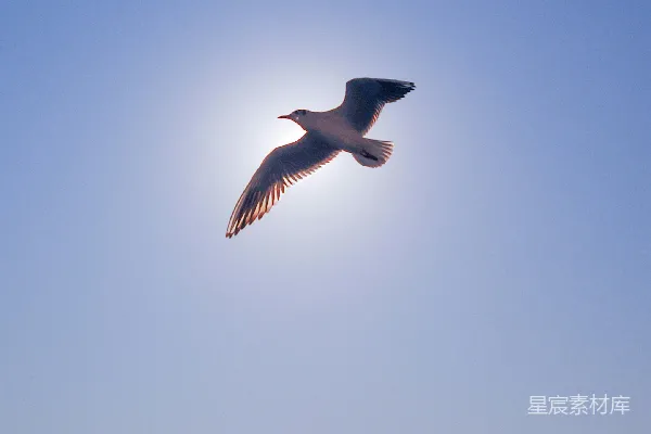 高清摄影 白天白黑鸟飞翔