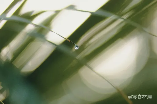 高清摄影 植物的特写镜头