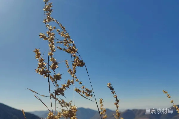 高清摄影 阳光照耀在一片高高的草地上。