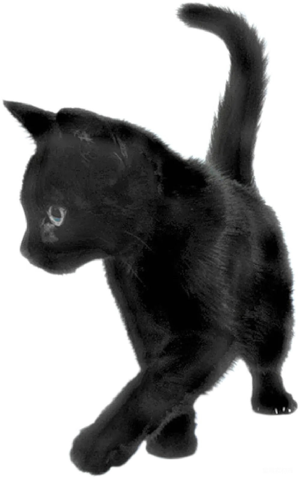 元素素材 猫