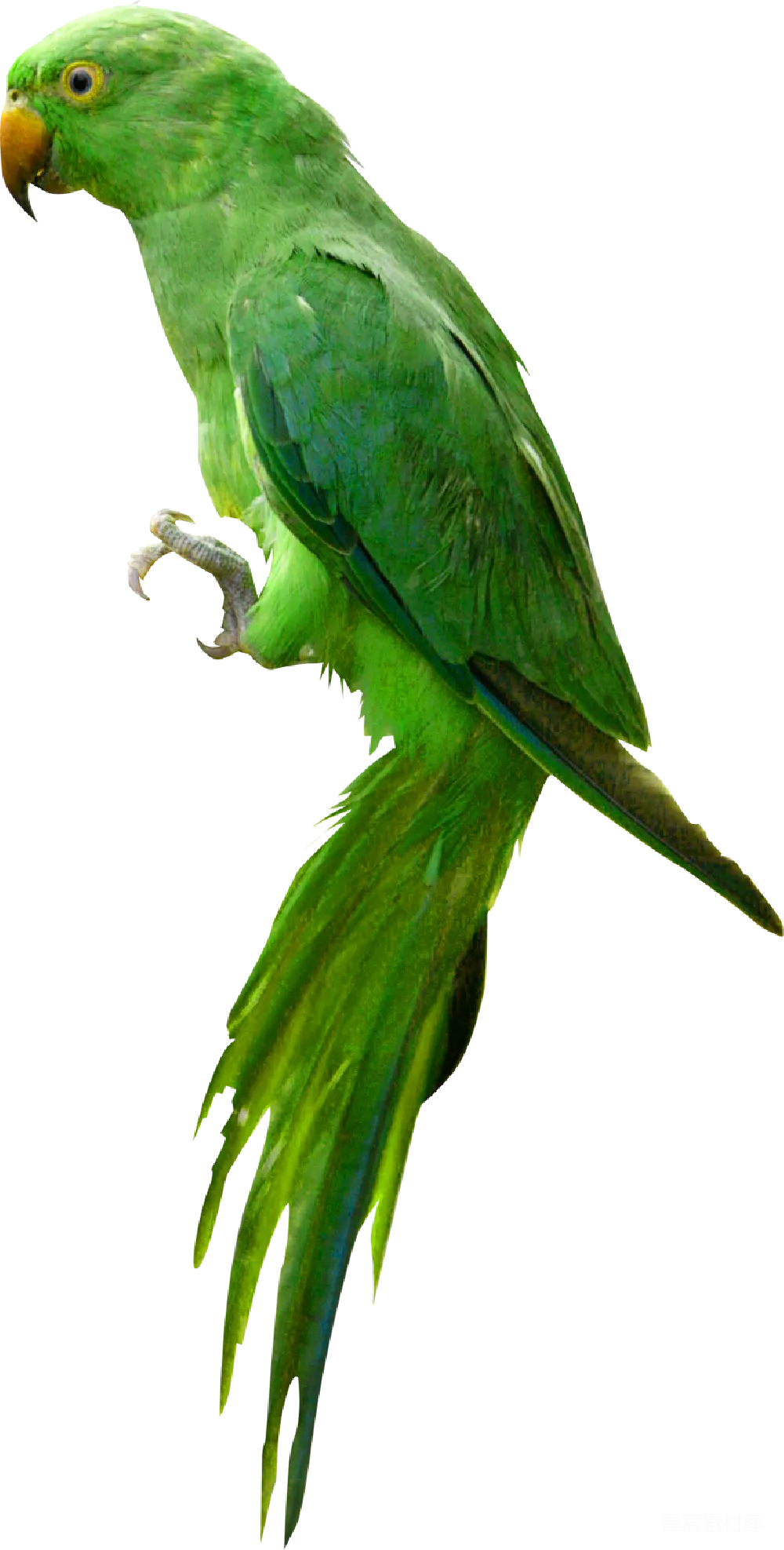 元素素材 鹦鹉