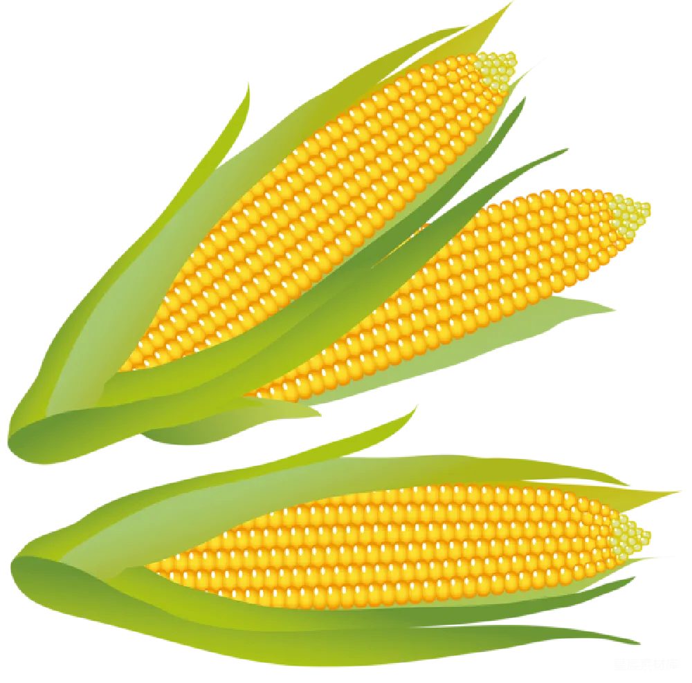 元素素材 玉米 插图 食物 玉米插图