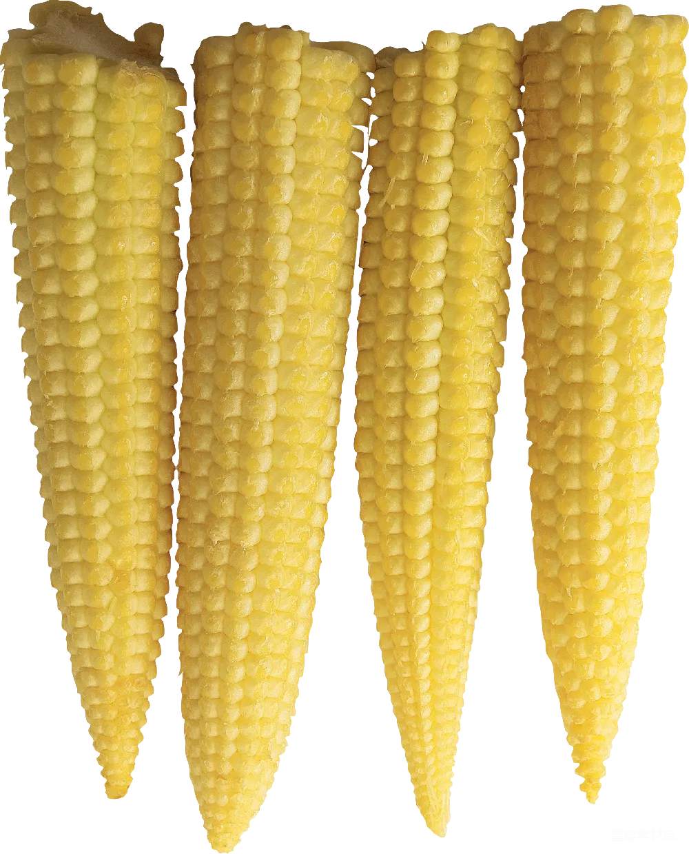 元素素材 玉米 蔬菜 食材 新鲜玉米棒