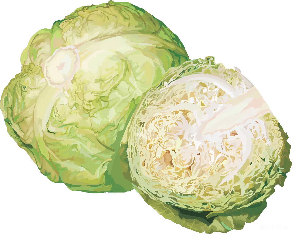元素素材 白菜