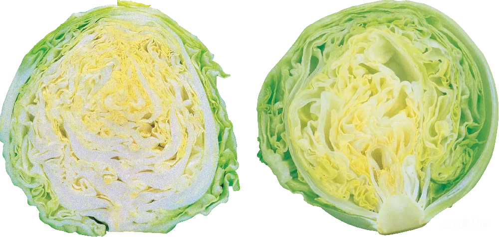 元素素材 元素 白菜