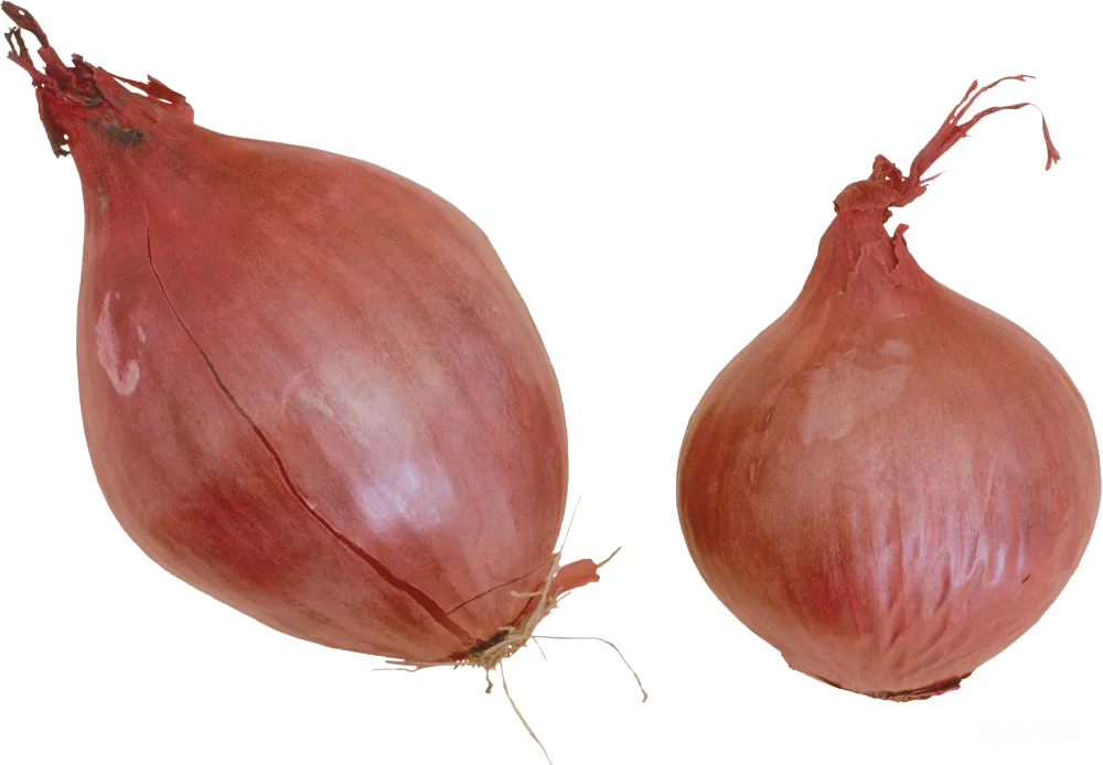 元素素材 洋葱