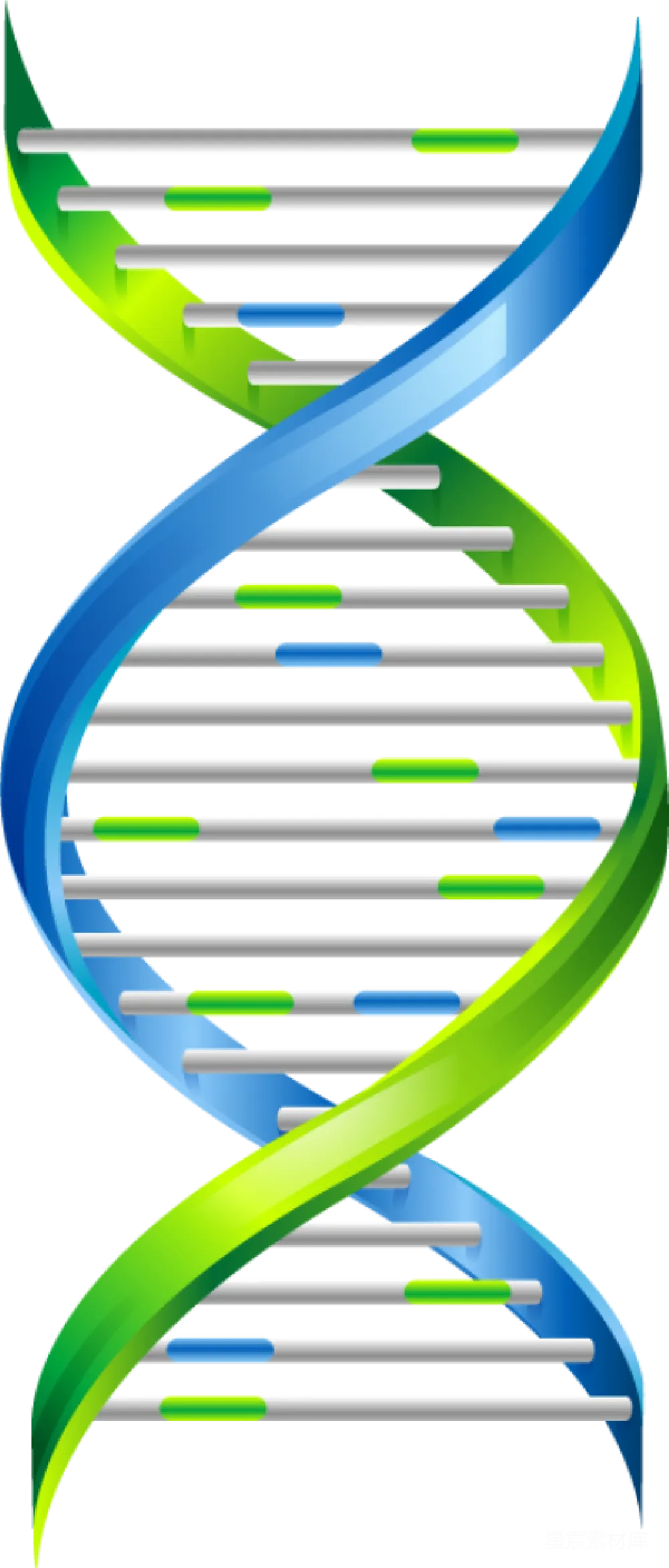 元素素材 遗传学 分子生物学 科学插图 DNA双螺旋结构