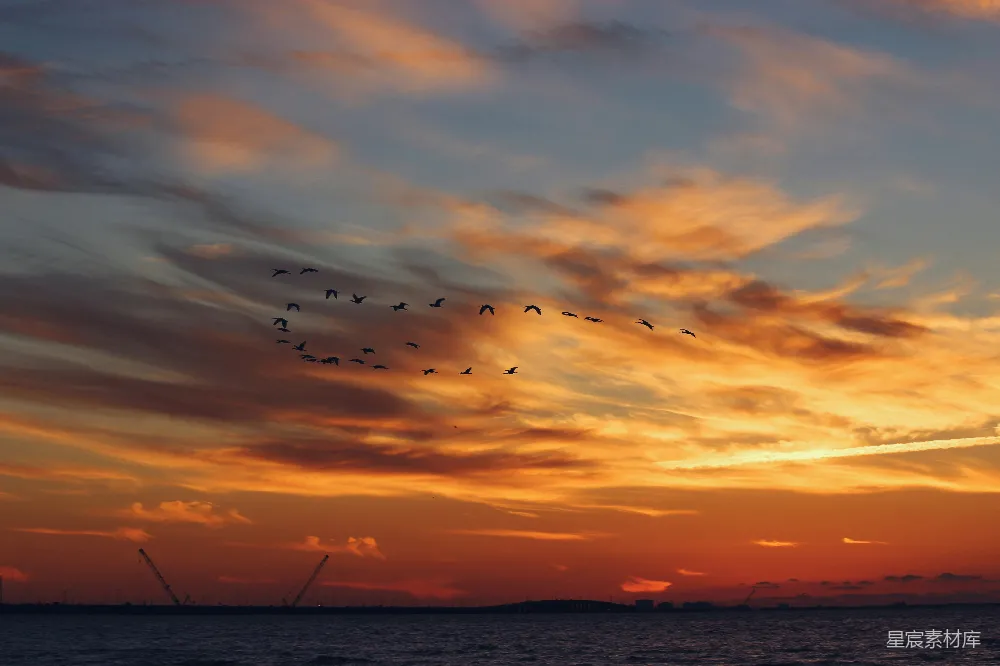 高清摄影  夕阳下海上的鸟群飞过
