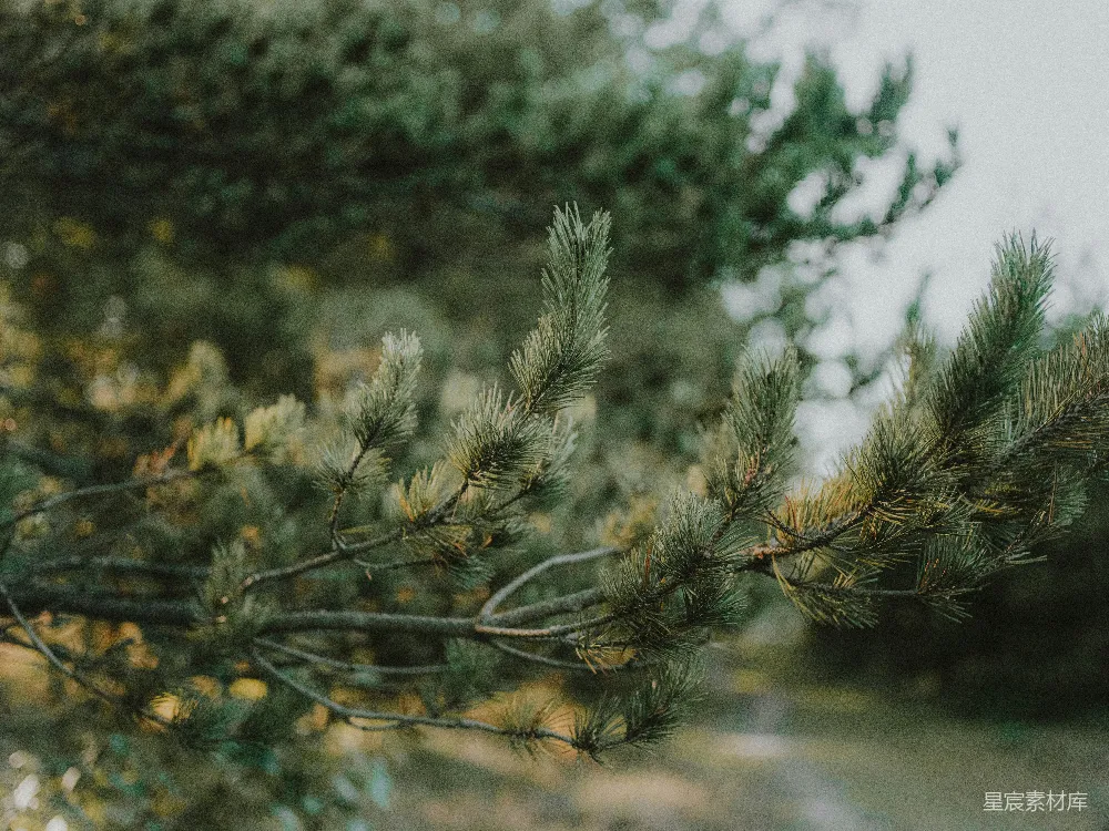 高清摄影 一棵松树枝的特写镜头